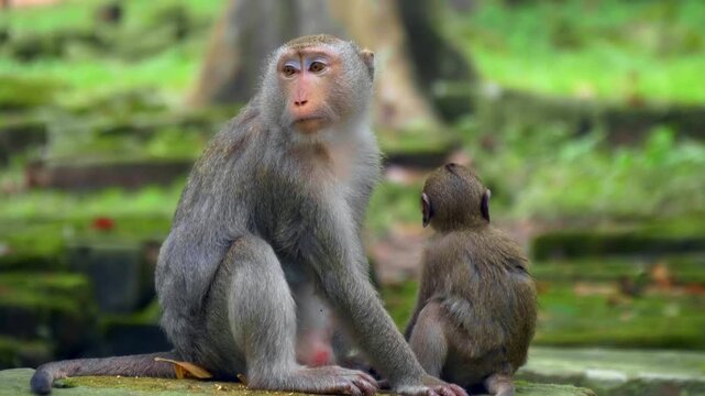 The macaque monkeys are playing on the ancient ruins of Angkor Wat sitting on the covered with green moss building stones, Cambodia. Closeup