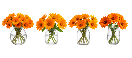 Four clear glass vases, each holding a vibrant bouquet of bright orange daisy-like flowers isolated on a transparent background.
