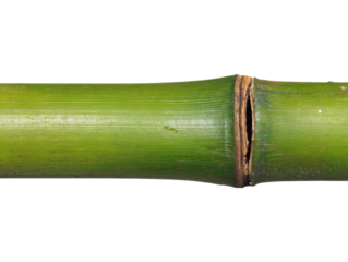 clacking. Bamboo stalks swaying and clacking in forest breeze with filtered daylight and motion blur. gardening catalogs, home-decor guides, designed for home decor and floral branding.