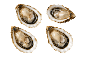 Raw Oysters with Shells Isolated on a Transparent Background