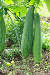 ヘチマ　家庭菜園