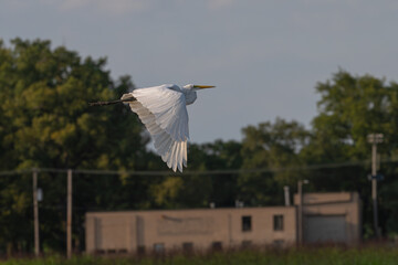 Great egret in flight past a building.