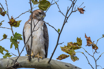 Red-tailed hawk perched in a tree.