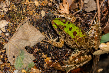 Marsh frog (Pelophylax ridibundus) resting on the grass. Close-up of a marsh frog in natural habitat. Wild green marsh frog in meadow environment. Lake Pelophylax ridibundus sitting on wet ground.