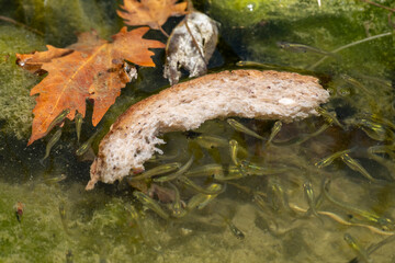 Group of fish eating bread on the water surface. Freshwater fish feeding behavior close-up. Tiny fish feeding on floating bread. Small fish eating a slice of bread in water.