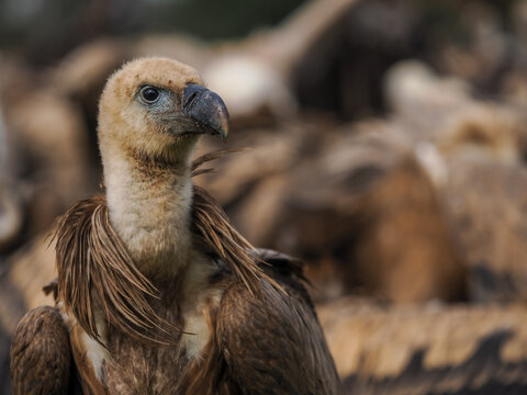Close-up Portrait of a Griffon Vulture (Gyps fulvus) Looking Sideways, with Other Vultures Blurred in the Background