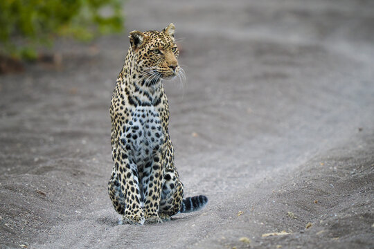 African Leopard (Panthera pardus) Sitting on Sandy Track copy space