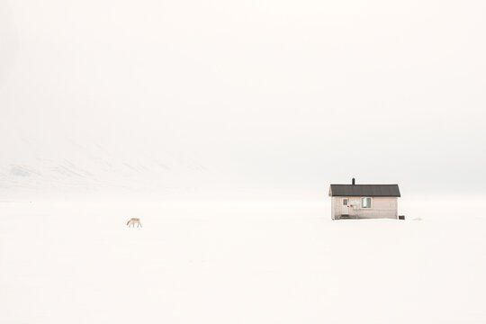 Svalbard Reindeer (Rangifer tarandus platyrhynchus) Cabin, copy space