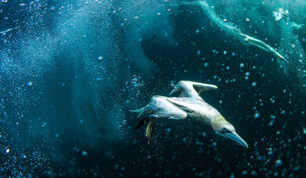 Northern Gannet (Morus bassanus) Diving Underwater for Fish