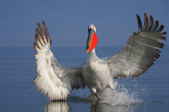Dalmatian Pelicans (Pelecanus crispus) Feeding at Lake Kerkini