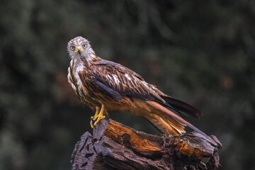 Majestic Red Kite (Milvus milvus) perched on a weathered tree stump looking at camera with blurred forest background