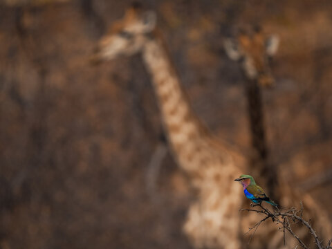 Lilac-breasted Roller (Coracias caudatus) Perched on a Thorny Branch in the Foreground with Two Out-of-Focus Giraffes in the Background on Safari
