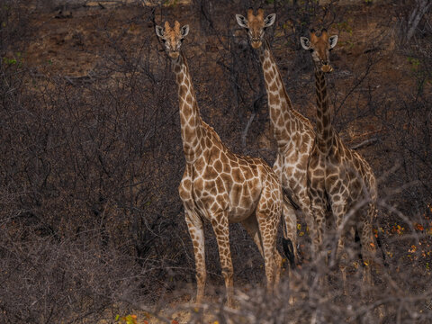 Three South African Giraffes (Giraffa giraffa) Standing Alertly and Camouflaged in Dry Bushveld During a Safari in Kruger National Park
