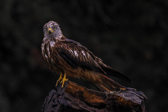 Red Kite (Milvus milvus) perched on a branch against a dark moody background looking at camera