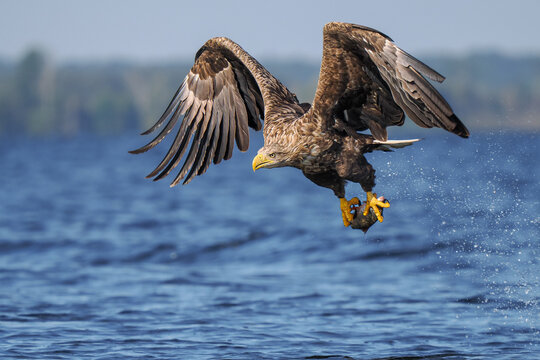 White-tailed Eagle (Haliaeetus albicilla) Catching Fish in Szczecin Lagoon