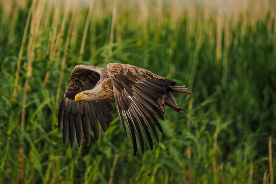 White-tailed Eagle (Haliaeetus albicilla) soaring low in stealthy flight over a green meadow with tall grass during the golden hour.