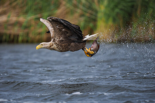 A majestic White-tailed Eagle (Haliaeetus albicilla) soaring over a lake with a freshly caught fish held firmly in its sharp talons.