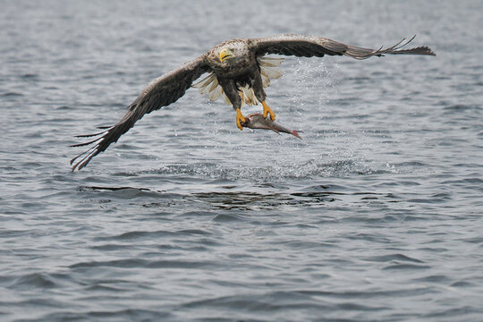 A majestic White-tailed Eagle (Haliaeetus albicilla) soaring over a lake with a freshly caught fish held firmly in its sharp talons.