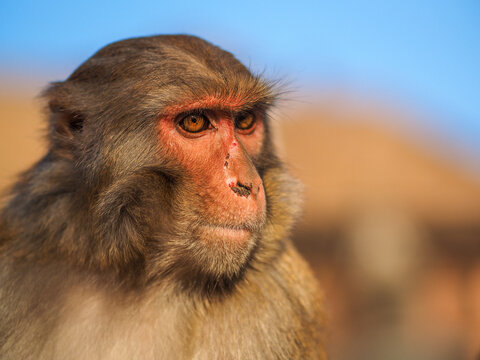 Close-up Portrait of Rhesus Macaque (Macaca mulatta) with Orange Eyes and Reddish Face in Nepal or India