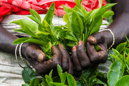 Close-up of Female Tea Picker Hands Holding Fresh Green Tea Leaves on a Plantation (Camellia sinensis)