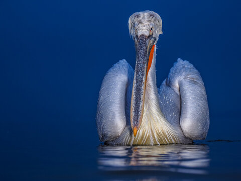 Majestic front portrait of a Dalmatian Pelican (Pelecanus crispus) floating on calm water during the blue hour at Lake Kerkini, Greece.