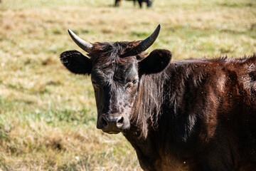 A cow with small horns looks at the camera.