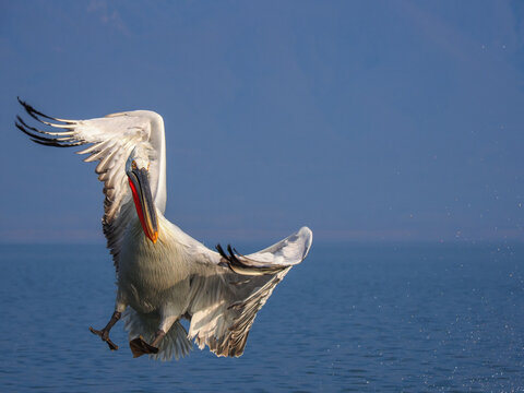 Fototapeta Dynamic close-up shot of a Dalmatian Pelican (Pelecanus crispus) landing on the water of Lake Kerkini in Greece, showcasing impressive wingspan and powerful flight action against a deep blue backgroun