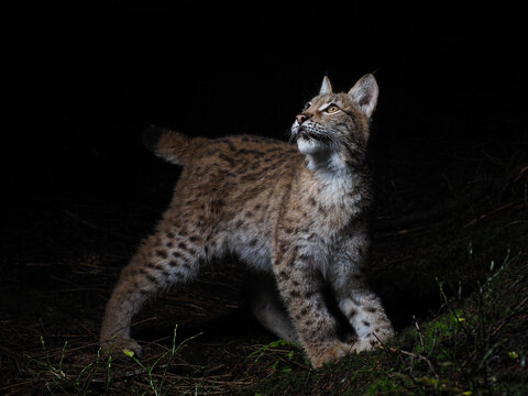 Eurasian Lynx (Lynx lynx) Kitten or Juvenile Staring Upward in a Dark Forest Captured with a Flash or Camera Trap at Night