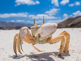 Detailed Close-up of an Indo-Pacific Ghost Crab (Ocypode stimpsoni or related species) Standing Proudly on a Pristine Sandy Beach Under a Vivid Blue Sky on the Island of Socotra, Yemen