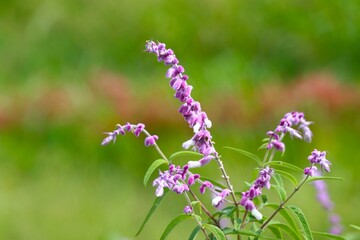 秋の花　メキシカンブッシュセージ