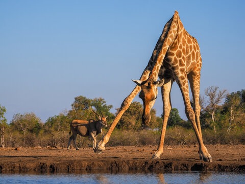 Giraffe bending to drink at a waterhole with wildlife in the savanna.
