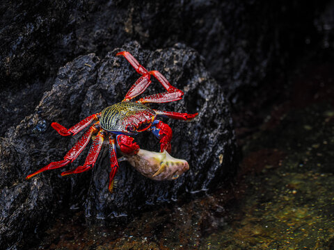 Vivid red crab on dark volcanic rock near water in tropical coastal habitat