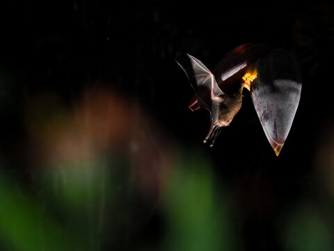 Pallas's Long-tongued Bat (Glossophaga soricina) Hovering to Drink Nectar from a Banana Flower at Night
