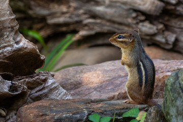 A chipmunk standing in the woods