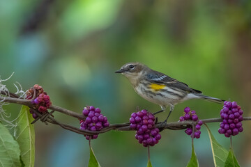 A yellow-rumped warbler perched on a vine of red beauty berries