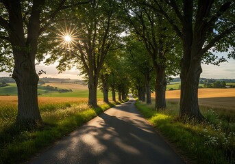 Obraz premium Sunlight Streams Through Tree Lined Country Road at Golden Hour.