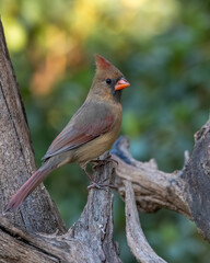 A female cardinal perched in the forest