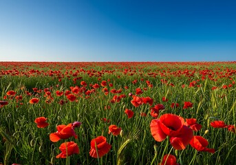 Fototapeta premium Vibrant Red Poppy Field Under a Clear Blue Sky.