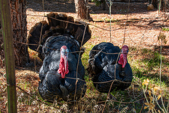 A pair of big fat turkeys behind a fence.