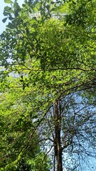 trees with green leaves that provide shade from the hot sun