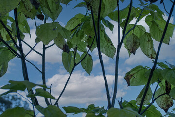 Through the Leaves — Blue Sky and Clouds