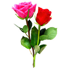 Obraz premium Beautiful fresh pink and red rose flower for valentines day or love, gift, religion, nature, holiday related concept, cutout in transparent background, png format