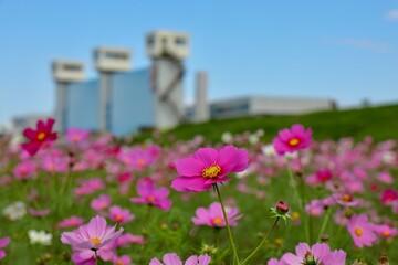 河川敷のコスモス畑と青い水門　足立区農業公園