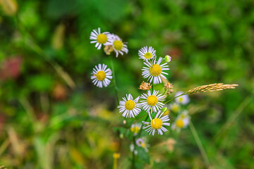 yellow daisies blooming in winter