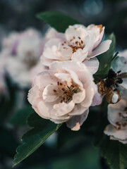 Obraz premium Blossom flower