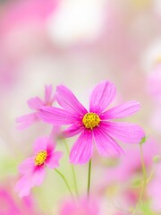 Obraz premium 華やかな花壇の中でより目立っている鮮やかなピンクのコスモスのポートレート。やわらかくボケた背景。秋を彩るコスモスの花畑。自然風景。縦構図