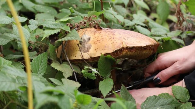 Woman with knife picking big mushroom in forest, closeup