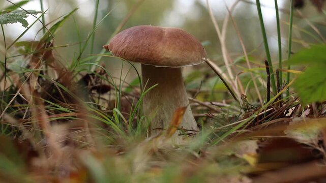 Beautiful porcino mushroom growing in forest, closeup. Camera moving right