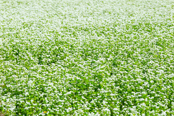 一面に咲くそばの花