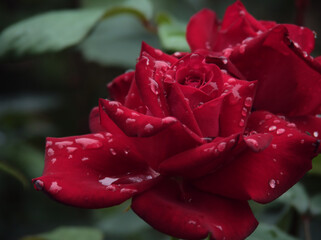 雨の降る6月に美しく咲いた赤いバラの花「ドフトツァーバ」